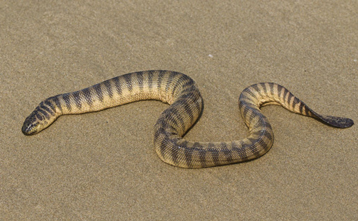 Shaw's Sea Snake